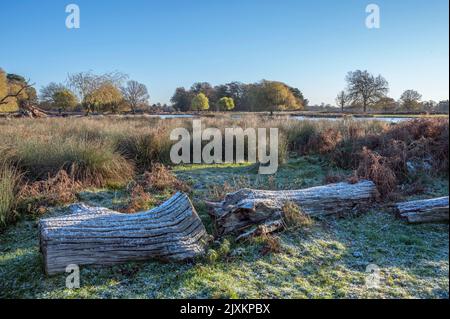 Givre sur l'arbre tombé en décembre ressemblant à des bûches de Noël Banque D'Images