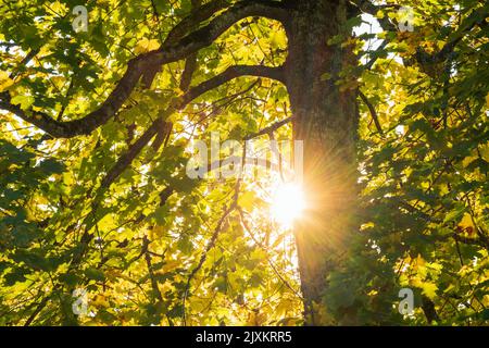 Poutres de soleil qui brillent à travers le feuillage de l'arbre Banque D'Images