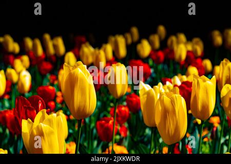 Une belle cour avec des fleurs de tulipe colorées à San Francisco Banque D'Images