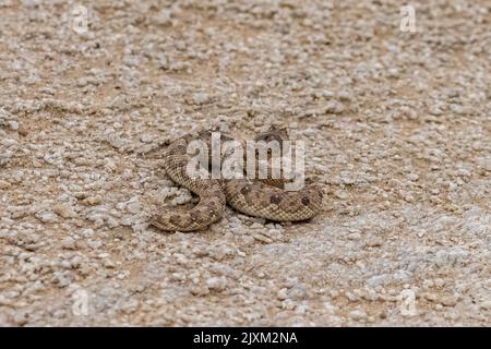 La vipère à cornes sahariennes, Cerastes cerastes, serpent dans le sable du désert du Namib Banque D'Images