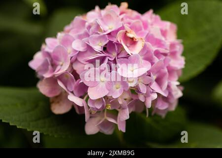 Gros plan d'une hortensia française rose sur un fond flou de feuilles Banque D'Images