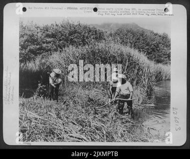 Les marais corses de la région méditerranéenne sont défrilis par des ouvriers indigènes pour éliminer le lieu de reproduction du moustique de l'aile en pot. Cela fait partie du travail de lutte contre le paludisme, dirigé par les unités médicales avec l'aviateur moyen de 12th de l'Armée de l'Air Banque D'Images