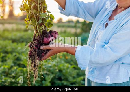 Récolte des pommes de terre. Fermier tenant une plante de pomme de terre fraîche creusé dans le champ d'été. Légumes biologiques sains. Agriculture. Gros plan Banque D'Images