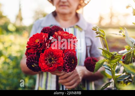 Femme jardinière cueillant un bouquet de dahlias rouges et de zinnies dans le jardin d'été. Récolte de fleurs coupées. Gros plan sur les fleurs fraîches Banque D'Images