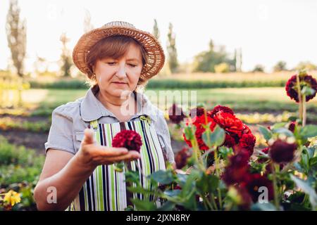 Femme jardinier choisit un bouquet de dahlias rouges et de zinnies dans le jardin d'été. Éleveur de fleurs senior appréciant les fleurs au coucher du soleil portant un tablier et un chapeau de paille Banque D'Images