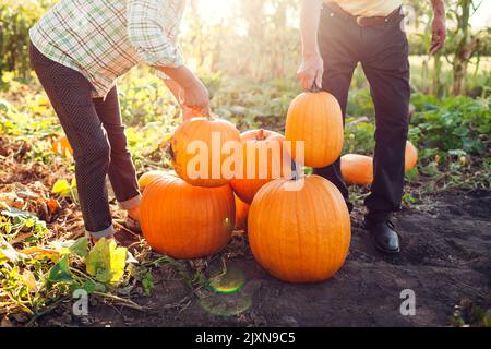 Deux fermiers cueille des citrouilles dans le champ d'automne au coucher du soleil. Les travailleurs récoltent des légumes dans le jardin en les mettant en tas. Homme et femme moissonnant frais Banque D'Images