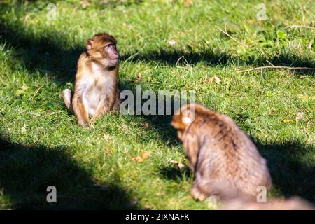 Photo sélective d'un singe macaque brun de Barbarie sur de l'herbe verte Banque D'Images