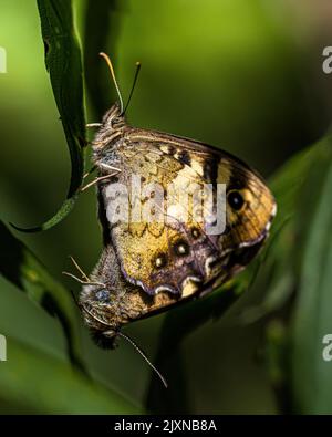 Un gros plan de deux papillons en bois de Speckled qui s'accouplent sur une feuille Banque D'Images