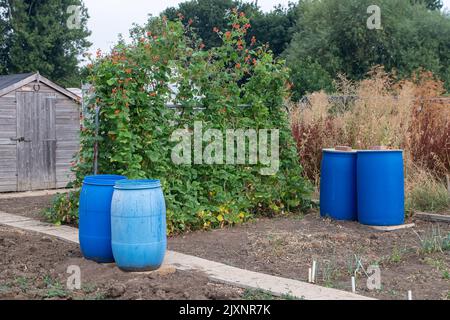 Eton Wick, Windsor, Berkshire, Royaume-Uni. 16th août 2022. Jardiniers aux allotissements d'Eton se préparant à l'interdiction de tuyau avec beaucoup de buttes d'eau à la main. Comme une sécheresse a été déclarée pour le Sud-est, Thames Water devrait annoncer une interdiction de tuyaux flexibles dans un proche avenir à la suite de la vague de chaleur et des conditions météorologiques extrêmes. Crédit : Maureen McLean/Alay Banque D'Images