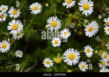 Fleurs de camomille en été dans les prés de gros plan sélectif foyer Banque D'Images