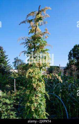 Augmentation du houblon/ humulus lupulus sur une bina sur une allotissement. Banque D'Images