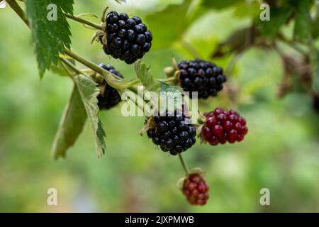 Les mûres de Boysenberries (rubus ursinus x idaeusare) mûrissent sur des cannes; un hybride de framboises européennes, de mûres, de mûres américaines et de mûres de mûres. Banque D'Images