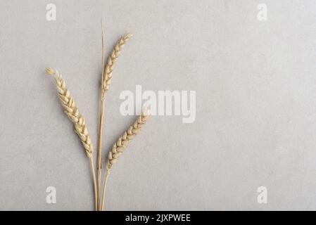 Épillets de blé avec grains sur fond de béton léger, vue de dessus Banque D'Images