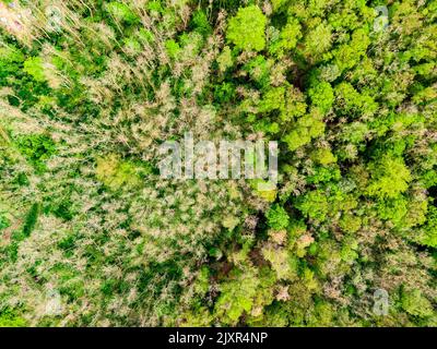 Vue aérienne du champ, des arbres et de la forêt sur les terres agricoles. Vue sur la prairie près du village et de la ferme. Belle récolte verte fraîche le jour de printemps a Banque D'Images