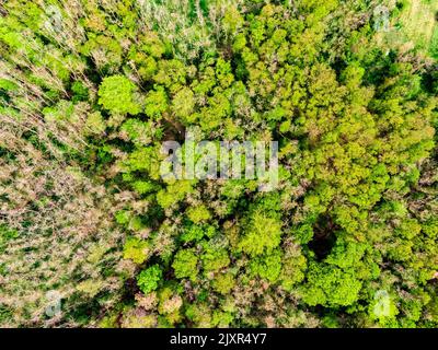 Vue aérienne du champ, des arbres et de la forêt sur les terres agricoles. Vue sur la prairie près du village et de la ferme. Belle récolte verte fraîche le jour de printemps a Banque D'Images