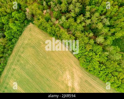 Vue aérienne du champ, des arbres et de la forêt sur les terres agricoles. Vue sur la prairie près du village et de la ferme. Belle récolte verte fraîche le jour de printemps a Banque D'Images