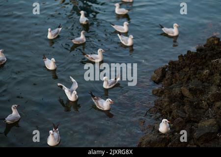 Mouettes sur l'eau, près d'une côte rocheuse. Belle journée en plein air dans le vieux Dubaï, le long d'une bande de crique dans le quartier historique d'Al Fahidi. Banque D'Images