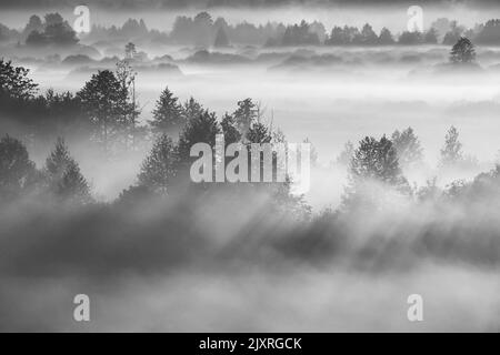 Heure mystérieuse du matin. Vue aérienne incroyable paysage de plaine de Misty. Le brouillard du matin éclairé par le soleil couvre un paysage Uni. Noir et blanc Retro BW Banque D'Images