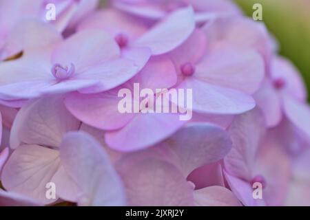 Les fleurs de rougissement hortensia se rapprochent un jour d'été dans le jardin Banque D'Images