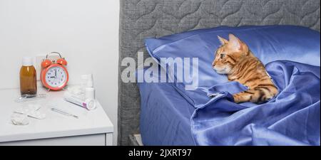 Un chat domestique infecté par un rhume ou une grippe se trouve dans un lit à la maison. Banque D'Images