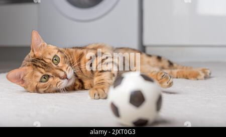 Le chat Bengale joue avec une balle sur le sol. Jouer à Cat. Banque D'Images