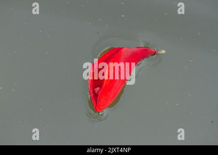 Une fleur rouge flotte à la surface de l'eau légèrement sale, les fleurs tombées tombent dans l'eau de l'étang Banque D'Images