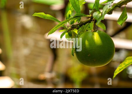 Plante indienne de bael portant des fruits en forme de boule avec une peau de fruit verte, brouillée de feuillage vert Banque D'Images