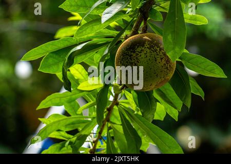 Plante indienne de bael portant des fruits en forme de boule avec une peau de fruit verte, brouillée de feuillage vert Banque D'Images