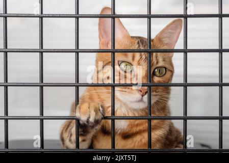 Le museau d'un chat rouge triste est visible à travers les barres d'un abri pour animaux de compagnie. Banque D'Images