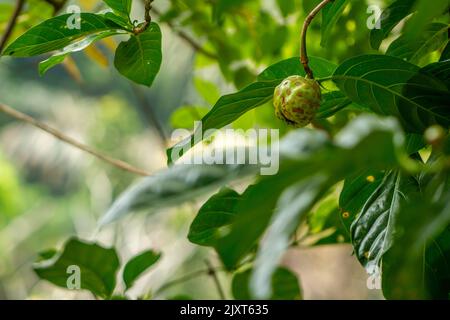 Le fruit Noni est rond avec une surface rugueuse et lisse, de couleur vert jaunâtre, un arrière-plan de feuillage vert flou Banque D'Images