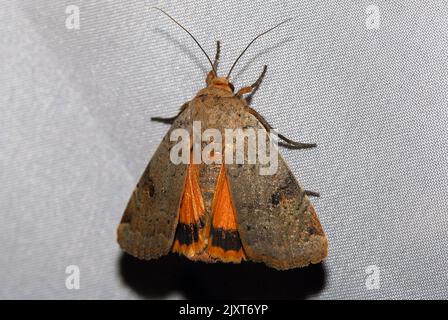 Sous-aile jaune, Hausmutter, Hibou. Noctua pronuba, nagy sárgafűbagoly, Europe Banque D'Images