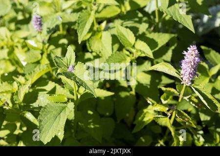 Agastache rugosa - menthe coréenne. Banque D'Images