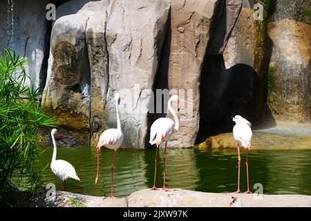 Flamingos Waterside on Rocks avec arbres et chute d'eau à proximité Banque D'Images