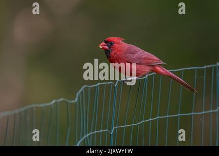 Cardinal rouge. Banque D'Images