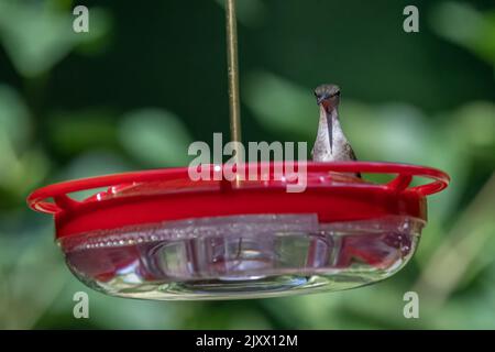 Colibri à gorge rubis au mangeoire. Banque D'Images