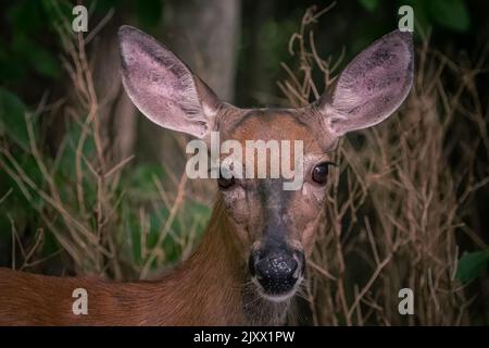 Gros plan sur le visage des cerfs. Banque D'Images