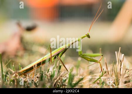 Short de prière avec détail mantis. Mantis Religiosa dans l'arrière-cour attend pour prier. Parfait chasseur du monde des insectes. Animaux sauvages du jardin. Banque D'Images