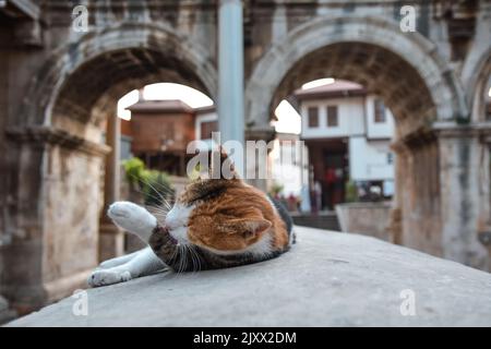 Le chat s'élange sur fond de la porte d'Hadrien dans la vieille ville d'Antalya quartier Kaleici dans la ville populaire de la station Antalya, Turquie Banque D'Images