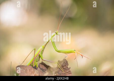 Short de prière avec détail mantis. Mantis Religiosa dans l'arrière-cour attend pour prier. Parfait chasseur du monde des insectes. Animaux sauvages du jardin. Banque D'Images