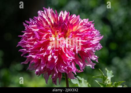 Dahlia. Banque D'Images