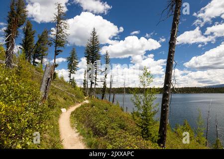 Le sentier Jenny Lake Loop Trail s'enroule à travers la croissance de la jeune forêt le long du périmètre nord-ouest du lac Jenny. Parc national de Grand Teton, Wyoming Banque D'Images