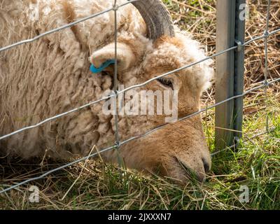 Image conceptuelle - « l'herbe est plus verte de l'autre côté de la clôture » illustrée par un mouton Portland mangeant de l'herbe à travers la clôture métallique. Banque D'Images