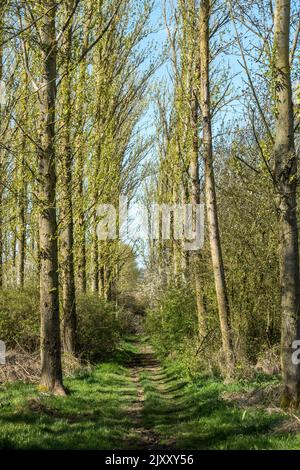 Tout droit Lombardie Poplar Tree (Populus nigra ‘Italica’) avenue avec sentier entre les rangées d'arbres, Leicestershire, Royaume-Uni Banque D'Images