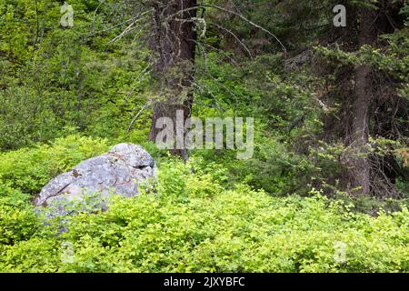 Un gros rocher reposant sous les vieux arbres à feuilles persistantes dans un pinceau forestier. Parc national de Grand Teton, Wyoming Banque D'Images