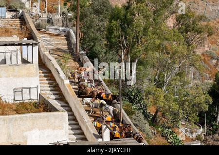 Fira, Santorini, Grèce - juin 2022 : les ânes attendent sur les marches du sentier escarpé pour amener les visiteurs jusqu'à la ville de Fira Banque D'Images