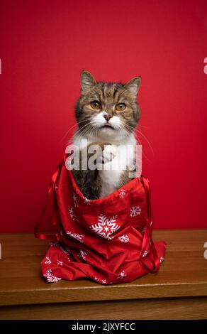 curieux chat assis à l'intérieur du sac de père noël sur fond rouge avec espace de copie Banque D'Images