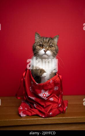 curieux chat assis à l'intérieur du sac de père noël sur fond rouge avec espace de copie Banque D'Images