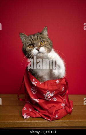 curieux chat assis à l'intérieur du sac de père noël regarder l'appareil photo avec patte vers le haut. portrait sur fond rouge avec espace de copie Banque D'Images