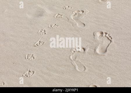 Les traces de pied d'une personne et des goélands, plage de Kniepsand, île d'Amrum, Frise du Nord, Schleswig-Holstein, Allemagne Banque D'Images