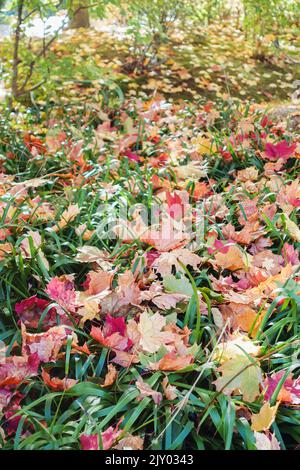 Atcolonne rouge et jaune feuilles d'érable tombé sur la grande herbe verte. Jardinage pendant la saison d'automne. Nettoyage de la pelouse des feuilles. Gros plan Banque D'Images